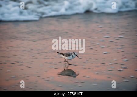 Un sanderling (Calidris alba) recherche de la nourriture dans le sable. Banque D'Images