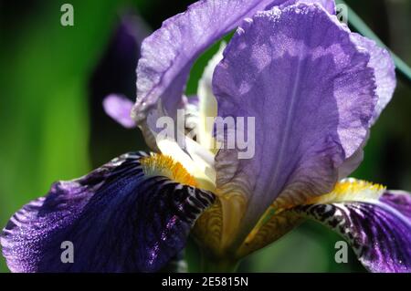 Iris sibérien bleu Banque D'Images