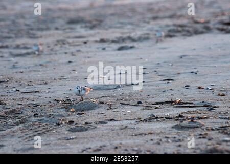 Un sanderling (Calidris alba) recherche de la nourriture dans le sable. Banque D'Images