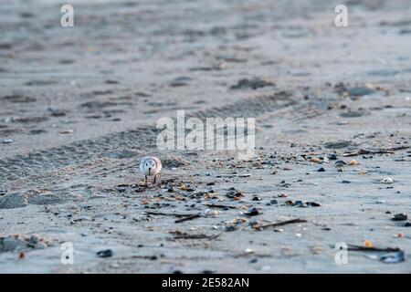 Un sanderling (Calidris alba) recherche de la nourriture dans le sable. Banque D'Images