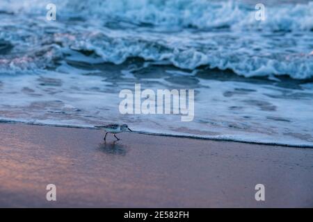 Un sanderling (Calidris alba) recherche de la nourriture dans le sable. Banque D'Images