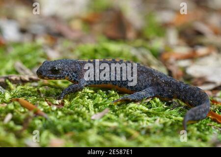 Gros plan d'un jeune Aupline newt, Ichthyosaura alpestris Banque D'Images