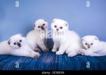 Quatre chatons écossais cute pli shorthair argent point de couleur avec les yeux bleus. Banque D'Images