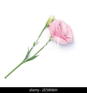 beauté rose eustoma fleur isolée sur fond blanc. Banque D'Images