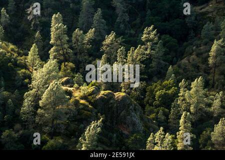 Endémique en Californie, le pin vert (Pinus sabiniana) pousse parmi les formations rocheuses du parc national des Pinnacles se de Salinas. Banque D'Images