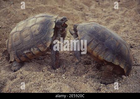 Deux tortues désertiques se battant au crépuscule dans le parc national de Joshua Tree en Californie. Banque D'Images