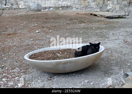 Un chat allongé sur un champ de terre Banque D'Images