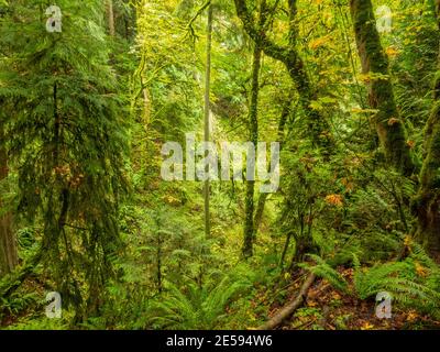 Le parc d'État de Saint Edward est un parc de 316 acres (128 ha) situé à Kenmore, dans l'État de Washington, et à Kirkland, dans l'État de Washington. Banque D'Images