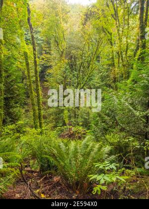 Le parc d'État de Saint Edward est un parc de 316 acres (128 ha) situé à Kenmore, dans l'État de Washington, et à Kirkland, dans l'État de Washington. Banque D'Images