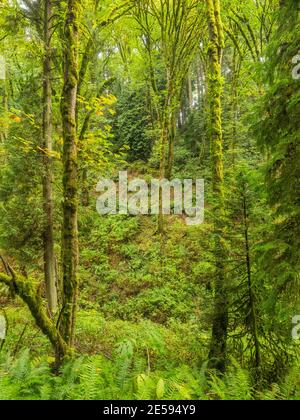 Le parc d'État de Saint Edward est un parc de 316 acres (128 ha) situé à Kenmore, dans l'État de Washington, et à Kirkland, dans l'État de Washington. Banque D'Images