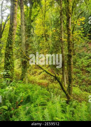 Le parc d'État de Saint Edward est un parc de 316 acres (128 ha) situé à Kenmore, dans l'État de Washington, et à Kirkland, dans l'État de Washington. Banque D'Images