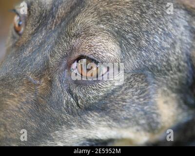 Yeux enflammés et gonflés de chien à poil court, maladie des animaux qui ont besoin de soins, gros plan de l'oeil brun et noir de l'animal Banque D'Images