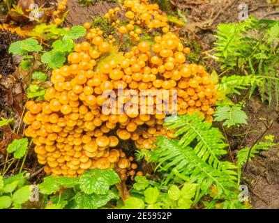 Le champignon magique (Psilocybe azurescens) est une espèce de champignon psychédélique dont les principaux composés actifs sont la psilocybine et la psilocine. Banque D'Images