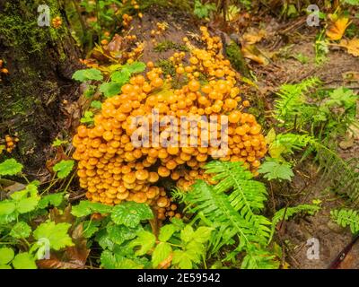 Le champignon magique (Psilocybe azurescens) est une espèce de champignon psychédélique dont les principaux composés actifs sont la psilocybine et la psilocine. Banque D'Images