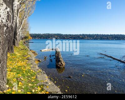 Seward Park est un parc municipal situé à Seattle, Washington, États-Unis. Situé dans le quartier de la ville du même nom, il couvre 300 acres (120 ha; Banque D'Images