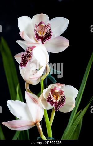 Orchidée Cymbidium, bateau (Orchidaceae) Banque D'Images