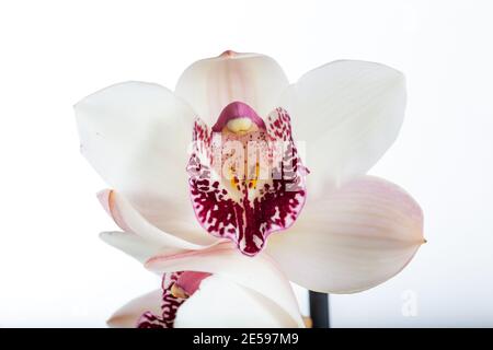 Orchidée Cymbidium, bateau (Orchidaceae) Banque D'Images