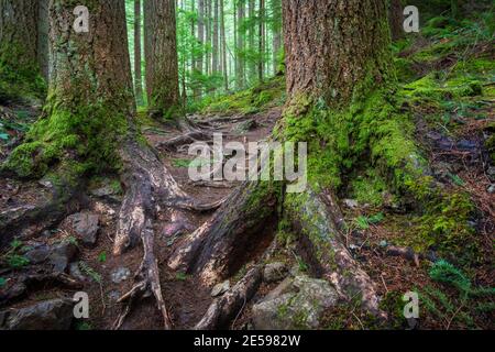 Sentier de randonnée Little Mount si, à North Bend, Washington Banque D'Images