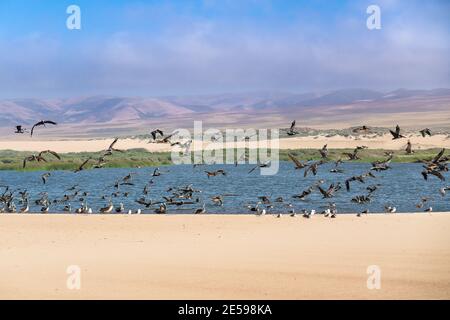 Grand groupe d'oiseaux sur la plage. Pélicans volants et mouettes, Réserve nationale de faune de Guadalupe-Nipomo Dunes, Californie Banque D'Images