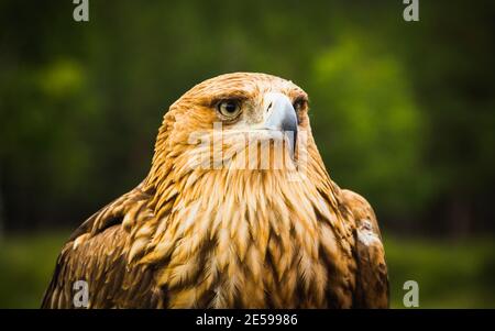 Aigle de steppe un aigle d'or sur fond vert gros plan Banque D'Images