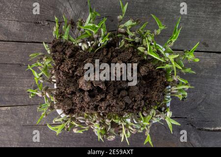 Graines dans la boîte sur fond en bois. Pois, pousses de plantes mung dal. Vue vers le haut. Banque D'Images