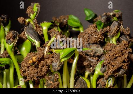 Graines de tournesol microvertes. Pousses bio de semis de tournesol. Banque D'Images