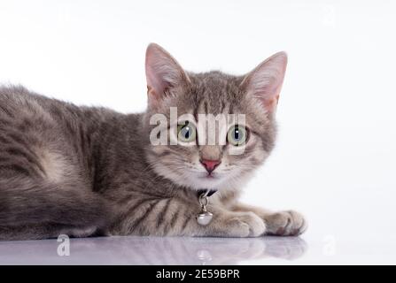 Petit chat sur la table blanche Banque D'Images