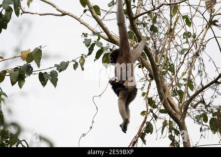 L'image de Hoolock gibbon (Hoolock hoolock) a été prise dans le sanctuaire de Gibbbon Assam, Inde, Asie Banque D'Images