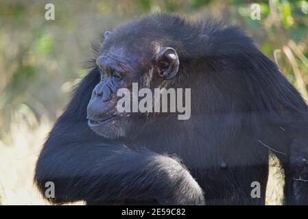 Le chimpanzé imite la position assise d'une personne. Ses yeux regardes vers la gauche. Un grand nombre d'animaux migrent vers la faune nationale de Masai Mara Banque D'Images