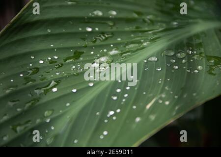 Eau de pluie transparente sur une feuille verte d'une plante de canules. Photo rapprochée. Après une forte pluie, les fleurs et les feuilles acquièrent leur beauté naturelle. Banque D'Images