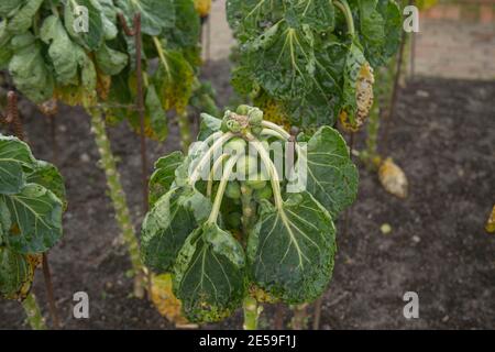 Hiver Frost sur les boutons comestibles d'une maison cultivée Plante biologique de Bruxelles (Brassica oleracea 'Gemmifera') Culture dans un jardin de légumes à Devon Banque D'Images