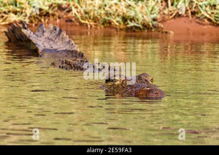 Vue d'œil à œil du crocodile du nil au repos sur la rive du fleuve, bouche ouverte montrant des dents dans le fleuve Chobe, le Botswana safari faune Banque D'Images