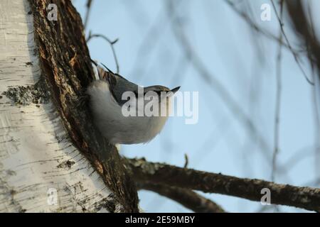 Le chaume commun se trouve sur le tronc d'un bouleau, avec sa tête relevée, sur le fond d'un ciel bleu clair le jour d'hiver. Oiseaux en hiver Banque D'Images