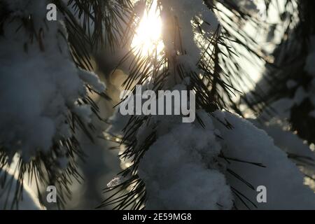 Le soleil éclatant brille à travers les aiguilles vertes des branches de pin couvertes de neige après une chute de neige, lors d'une journée d'hiver froide. Banque D'Images