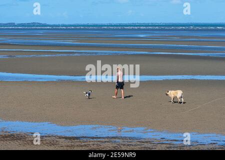 Jeune homme marchant deux chiens sur la plage à marée basse à Beachmere, Queensland, Queensland, Australie Banque D'Images