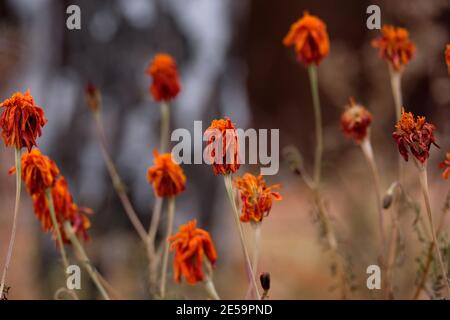 Marigolds secs. Plusieurs Tagetes avec des tiges minces et des têtes flétries d'orange. Banque D'Images