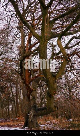 Deux grands arbres entrelacés, l'un avec un énorme bougé horizontal atteignant la caméra, la neige a arrosé sur le sol, à Sidbury Hill, Wiltshire Banque D'Images