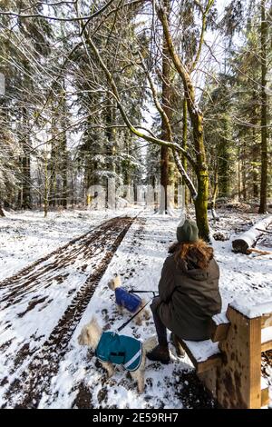 « Cathédrale » par Kevin Atherton. Promenade dans la neige le long de la forêt de Dean Sculpture Trail, Speech House Woods, Gloucestershire. Banque D'Images