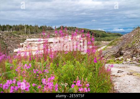 Rosebay Willowhern, Chamerion angustifolium, en pleine fleur. Banque D'Images