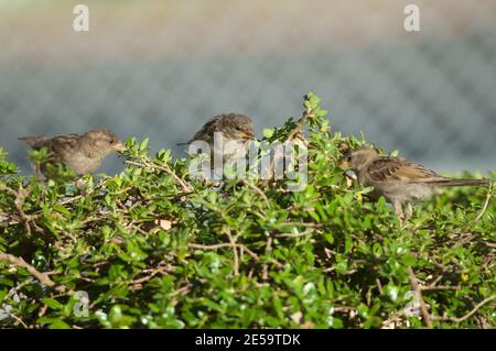 Maison Sparrows Passer domestique alimentation. Jeune homme au milieu. Auckland. Île du Nord. Nouvelle-Zélande. Banque D'Images