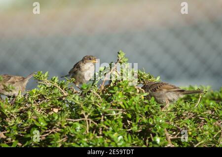 Maison Sparrows Passer domestique alimentation. Jeune homme au milieu. Auckland. Île du Nord. Nouvelle-Zélande. Banque D'Images