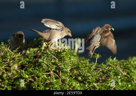 Maison Sparrows Passer domesticus. Féminin au premier plan. Auckland. Île du Nord. Nouvelle-Zélande. Banque D'Images