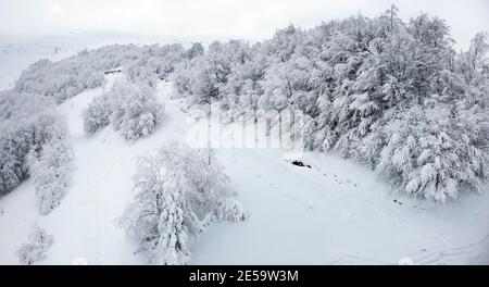 Arrière-plan noir et blanc d'arbres dans la forêt sans feuilles dans une ferme d'hiver avec un fond de neige et de ciel brumeux blanc. Montagnes d'hiver Banque D'Images