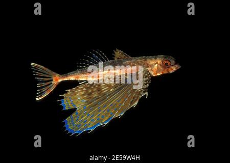 Dactylopterus volitans, gnard volant, Flughahn Banque D'Images