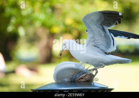 Goéland à dos noir Larus dominicanus à la recherche de nourriture dans une poubelle. Domaine d'Auckland. Auckland. Île du Nord. Nouvelle-Zélande. Banque D'Images