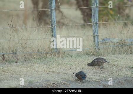 Californie cailles Callipepla californica alimentation. Clifton. Île du Nord. Nouvelle-Zélande. Banque D'Images
