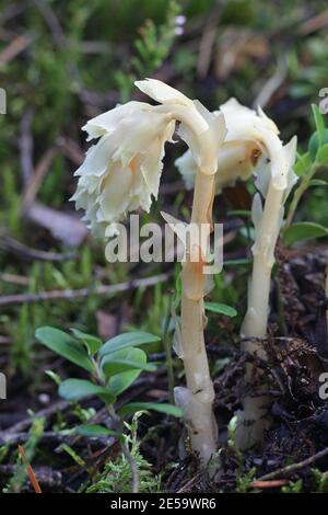 Dutchman, Hypopitys monotropa (syn. Monotropha hypopitys), plante parasite sauvage non chlorophyllienne de Finlande Banque D'Images