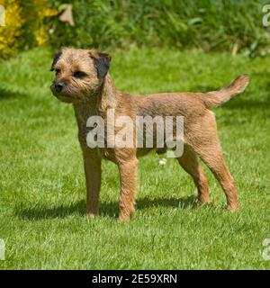 Chien Border terrier Banque D'Images