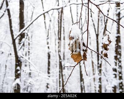 les feuilles séchées recouvertes de neige sur les brindilles se rapprochent parc de la ville le jour d'hiver couvert (mise au point sur les lames au premier plan) Banque D'Images