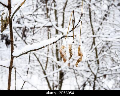 feuilles frites recouvertes de neige sur les brindilles dans le parc de la ville sur couvert jour d'hiver (concentrez-vous sur les feuilles au premier plan) Banque D'Images